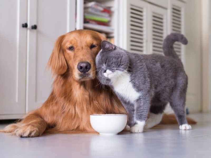 Como cuidar de pets em apartamentos